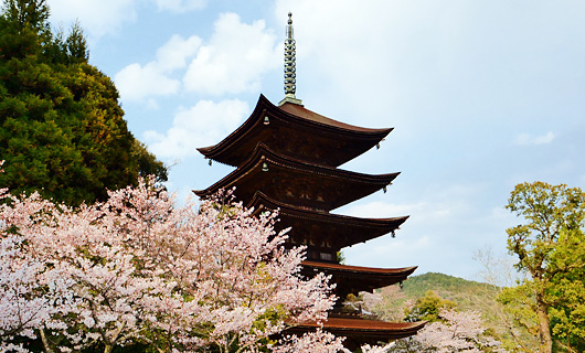 桜と瑠璃光寺五重塔