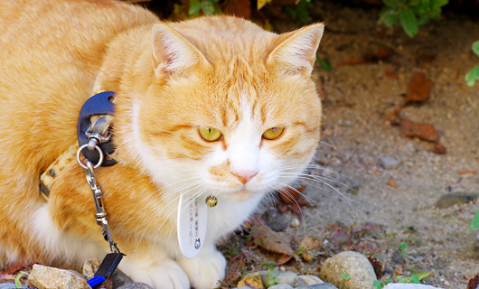 猫城主「さんじゅーろー」